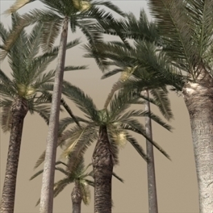 Palm Tree 3D Model, low polygon