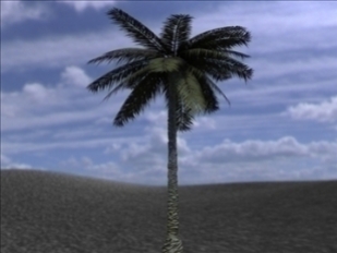 Palm Tree 3D Model with High Resolution Textures