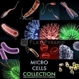 micro_cells_models_collection-3d-model-14608-12818
